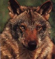 Canis lupus signatus - Lobo Ibérico